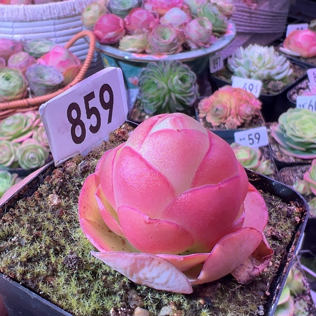 红唇859山地玫瑰多肉