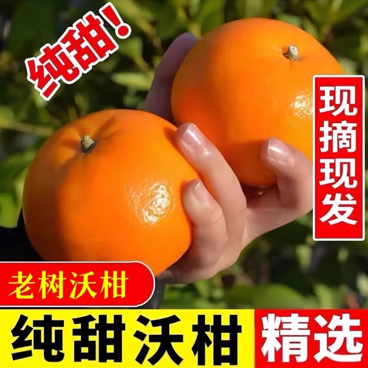 【新年不打烊】云南甜沃柑橘子新鲜水果当季整箱砂糖蜜橘柑橘桔子