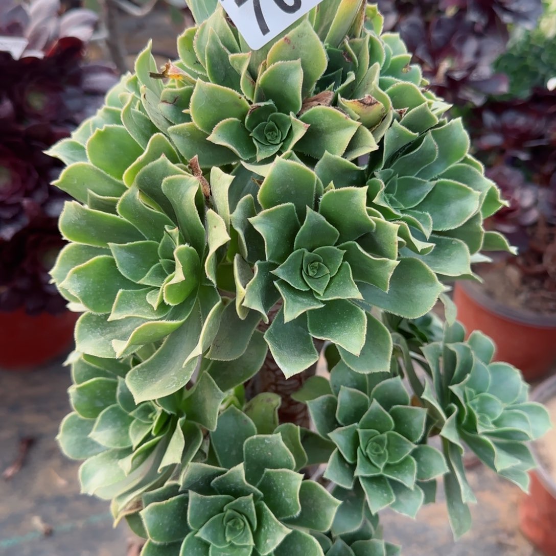 香腹多肉703满28包邮断枝不包