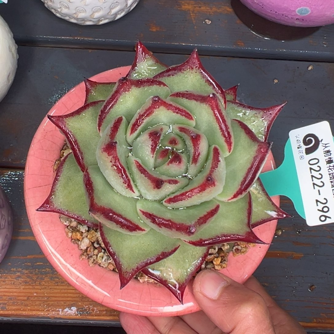 多肉一物一拍0222-296