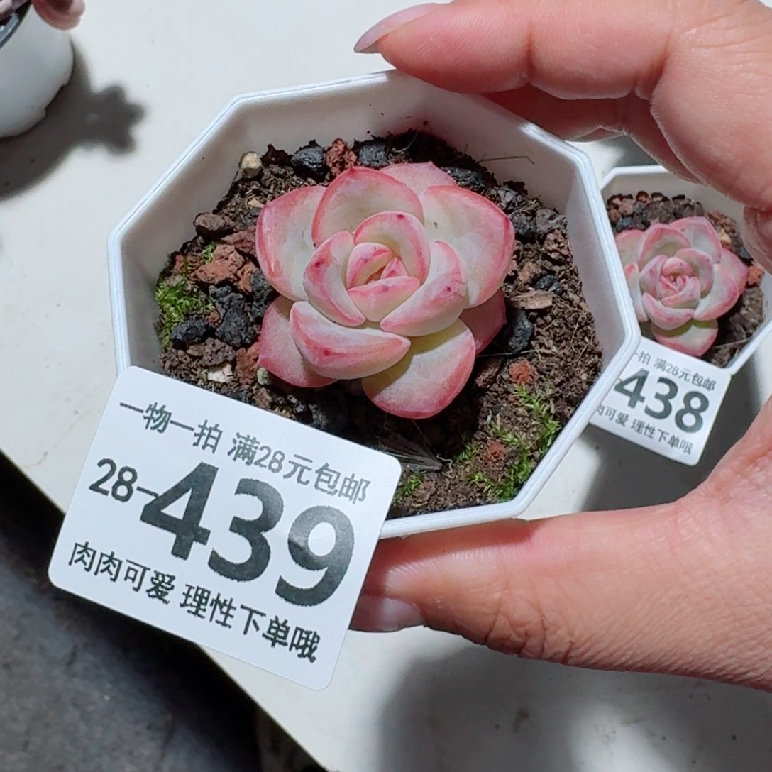 泡芙无盆土发货无盆土