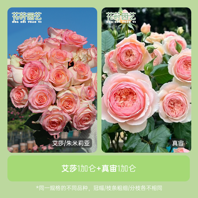 花莳园艺 1加扦插【艾莎+真宙】组合月季花苗花园植物