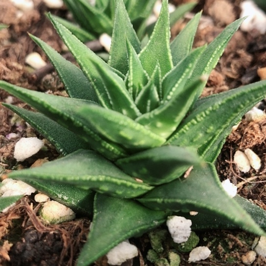 燕子塔松塔掌硬叶113