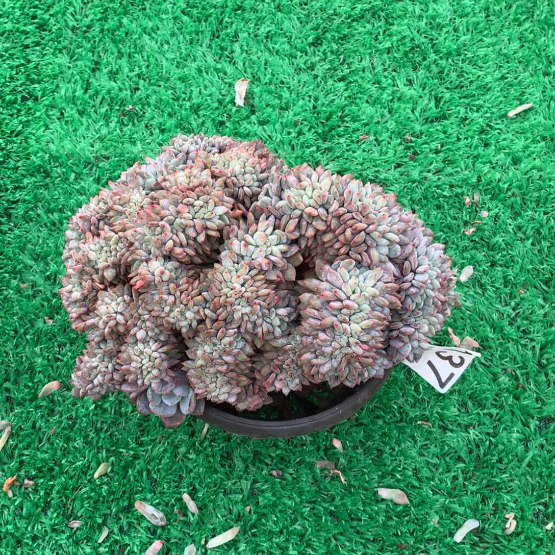 137橙子缀多肉植物有瑕