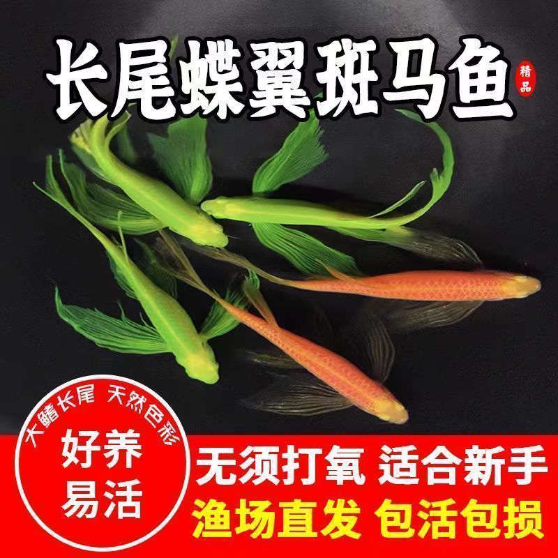 斑马鱼蝶翼长尾长鳍长尾的蝶翼斑马广温鱼不用打氧蝶翼斑马鱼