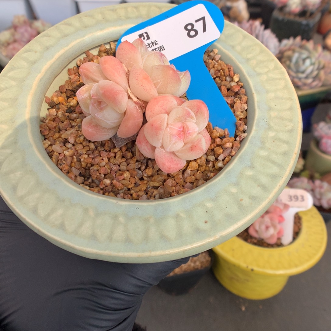 87 冰玉多肉多肉多肉