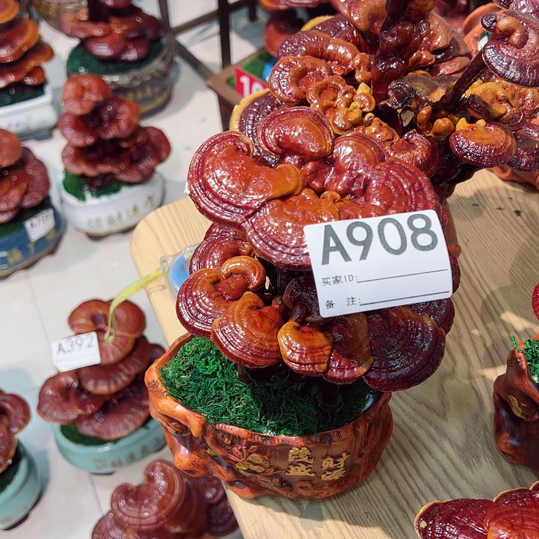 无花朵灵芝盆景908