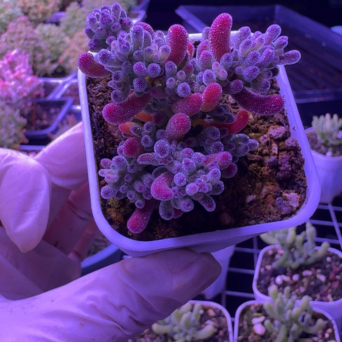 可***x冰晶锦5厘米盆口 