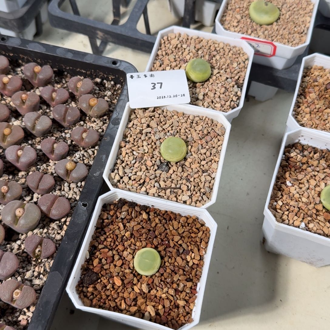 遇***见多肉多肉多肉12-037