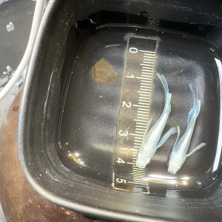 青鳉鱼29号拍品长鳍天使