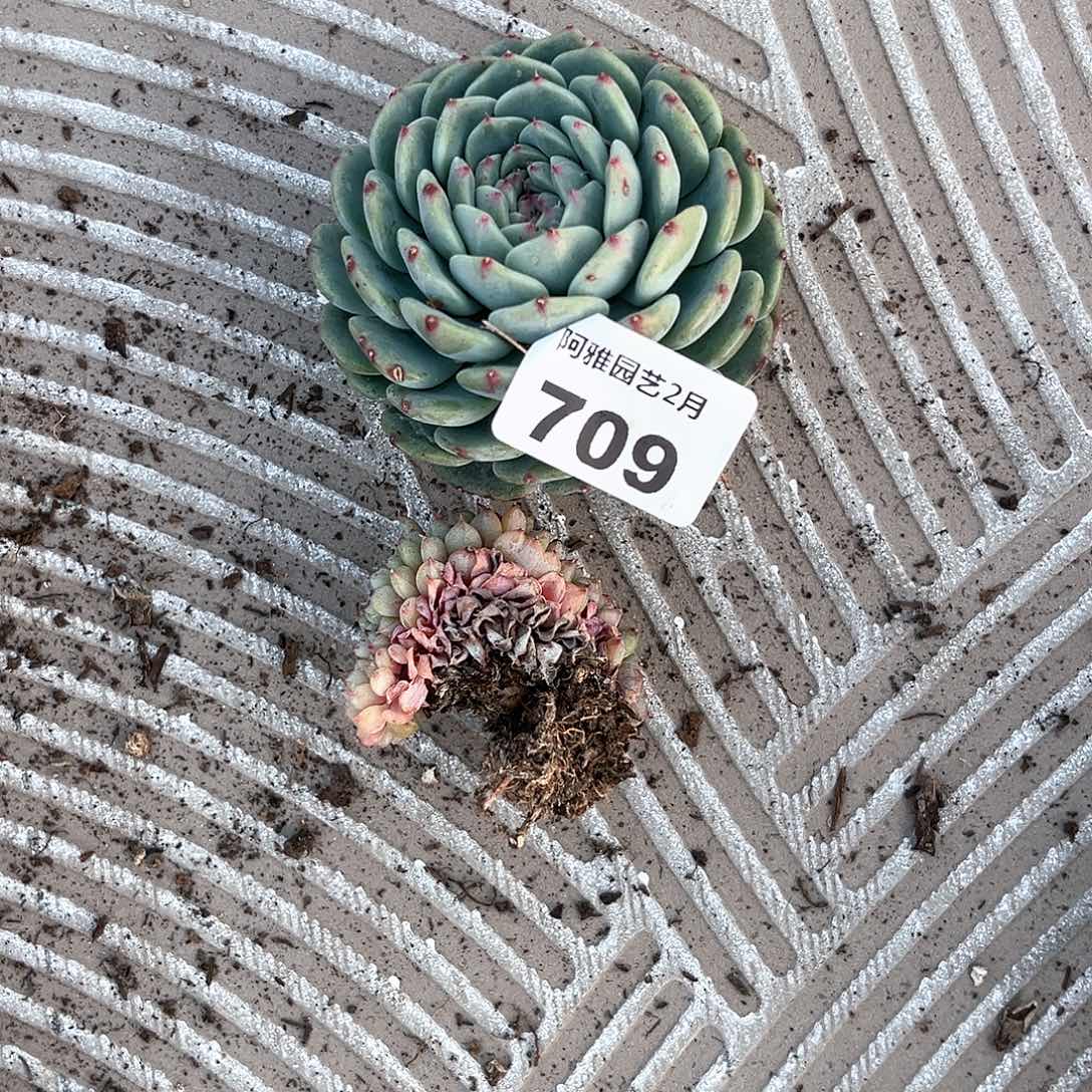 阿雅园艺。   709