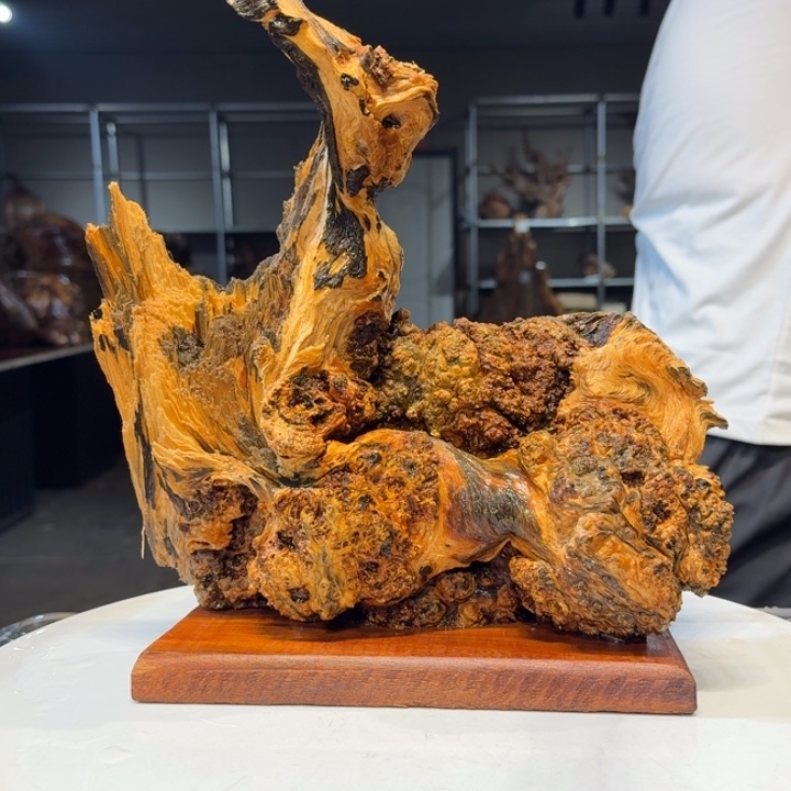 木贝**贝王一刀琥珀木102