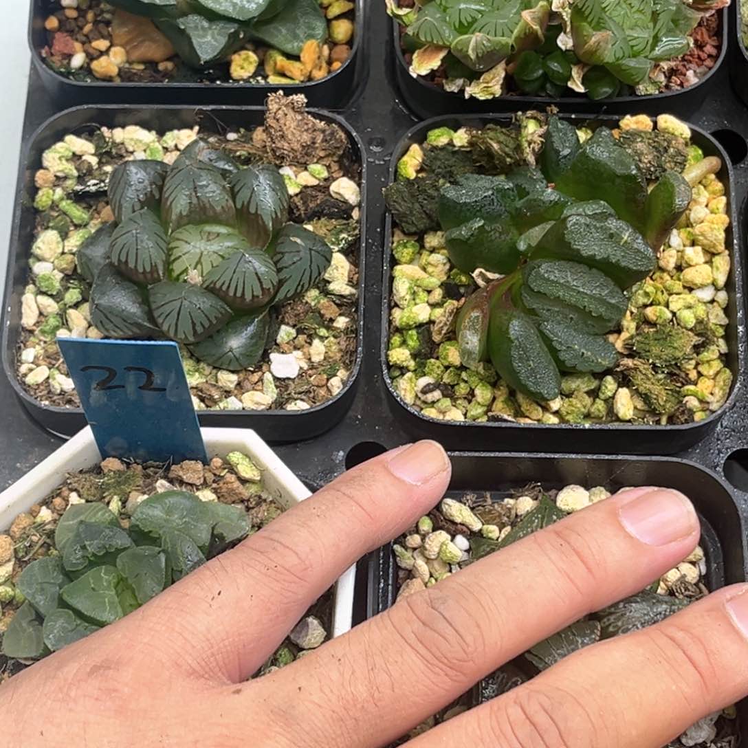 19福利4颗包邮发发发发发发