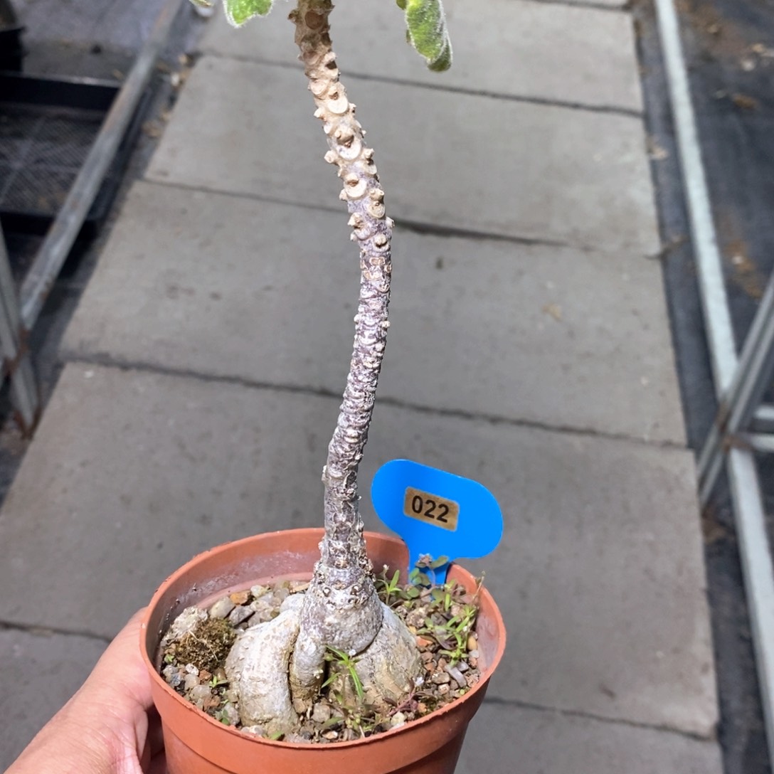 安卡丽娜多肉植物