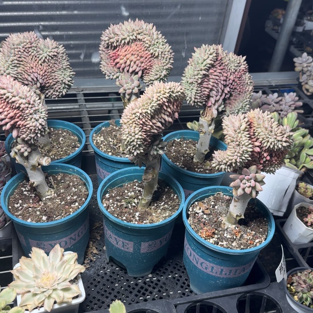 红蜻蜓追花多肉植物