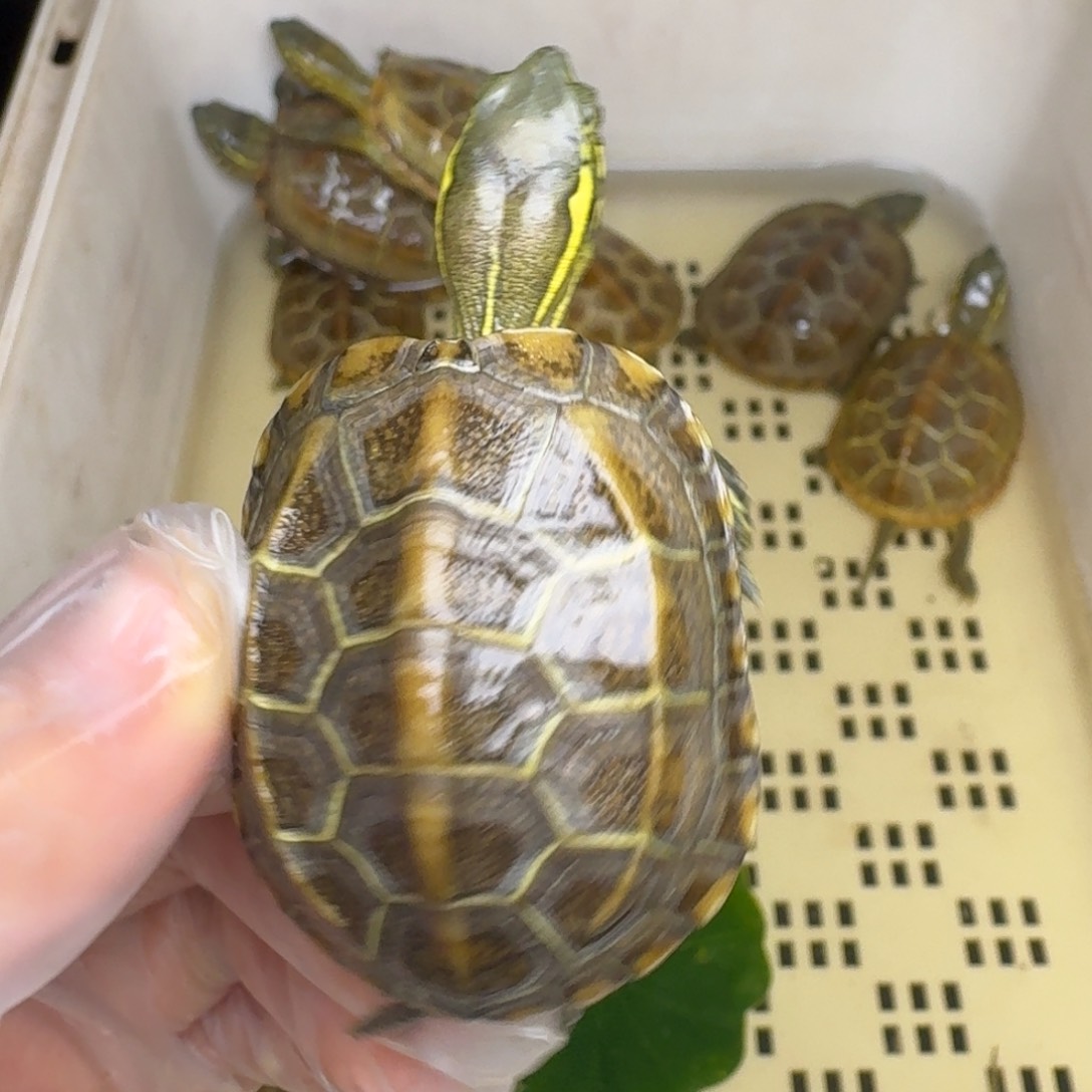 母绿毛龟肥****?黄肉黄肉