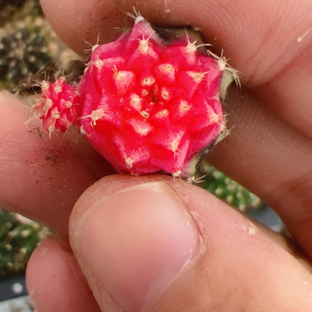 当前无花栽培后可以开花221