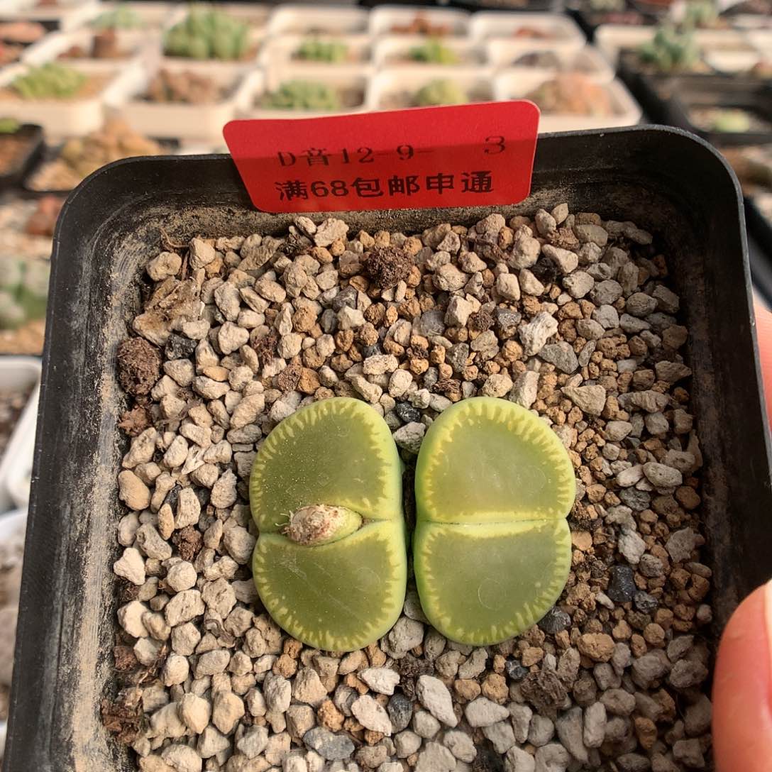 12-9-3 大窗绿光阳一颗