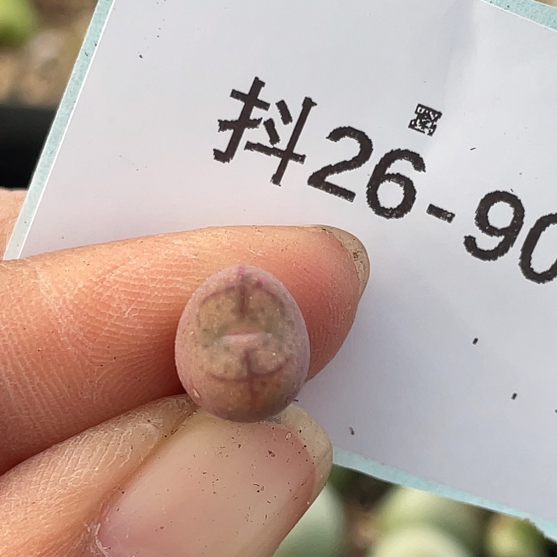 26-90小毛杂多肉植物