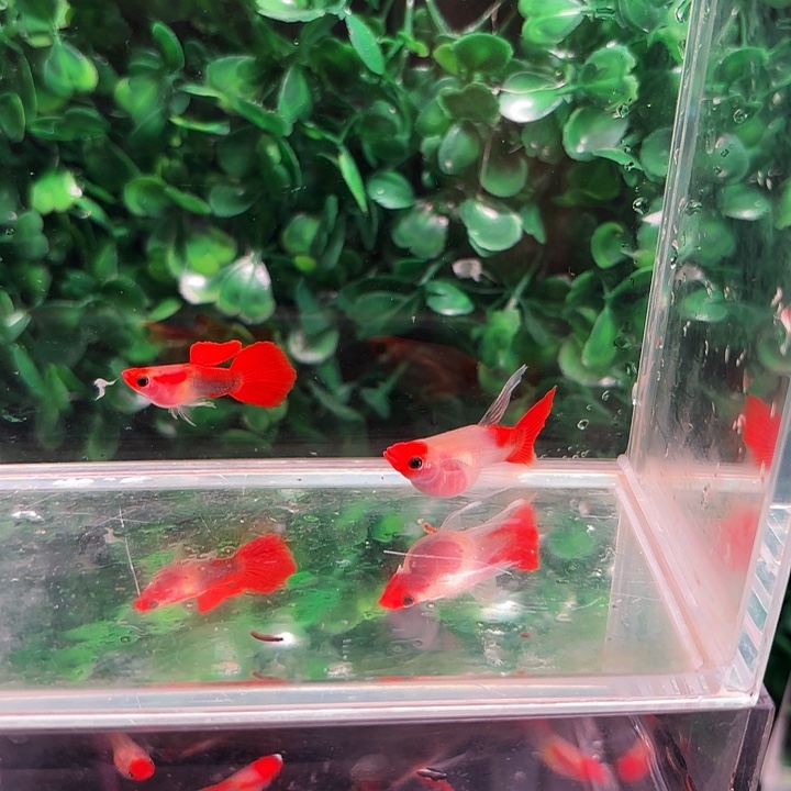 孔雀鱼红头玻璃猫球c2条