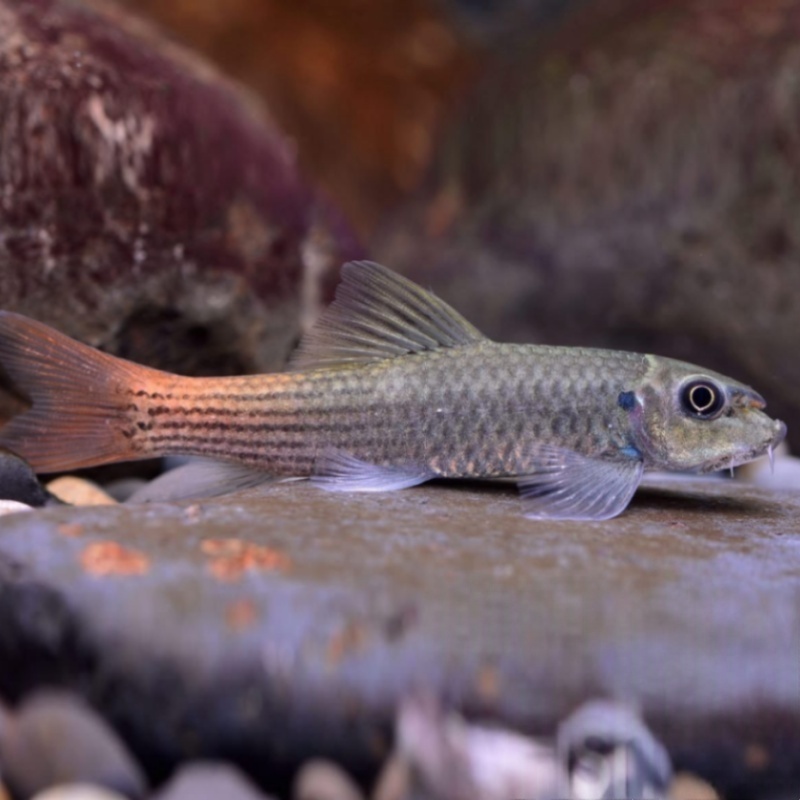 红绿独角兽双色墨头鱼耐寒淡水进口原生除藻工具鱼