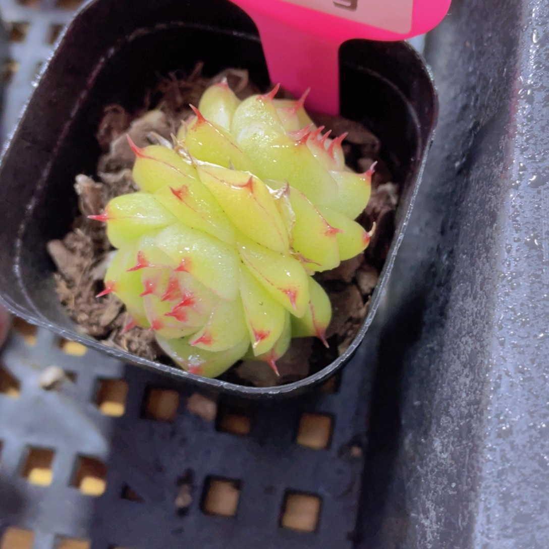 1237号 睫毛绿透麦秆