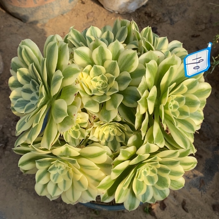 190迈巴赫多肉法师