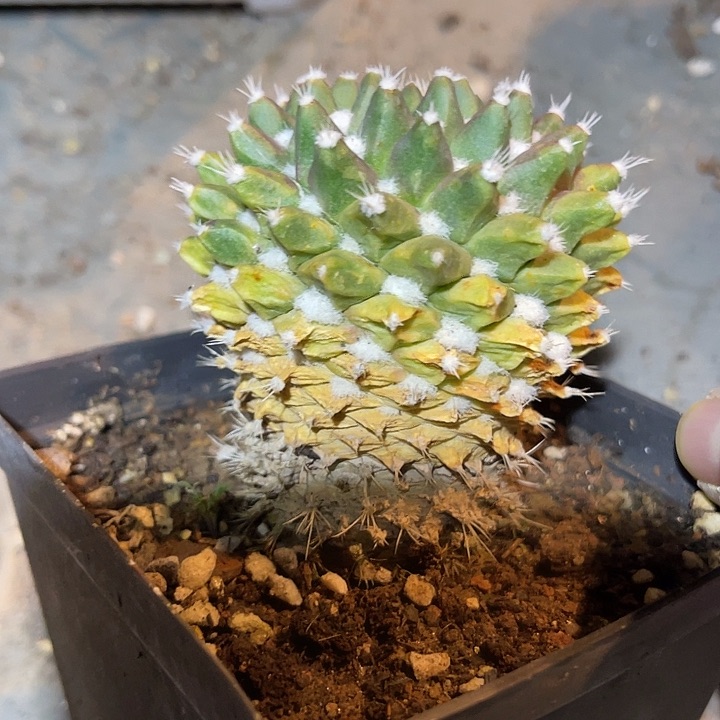 满38包邮2天凑单，脱土晾根发货多肉植物实生雪糕