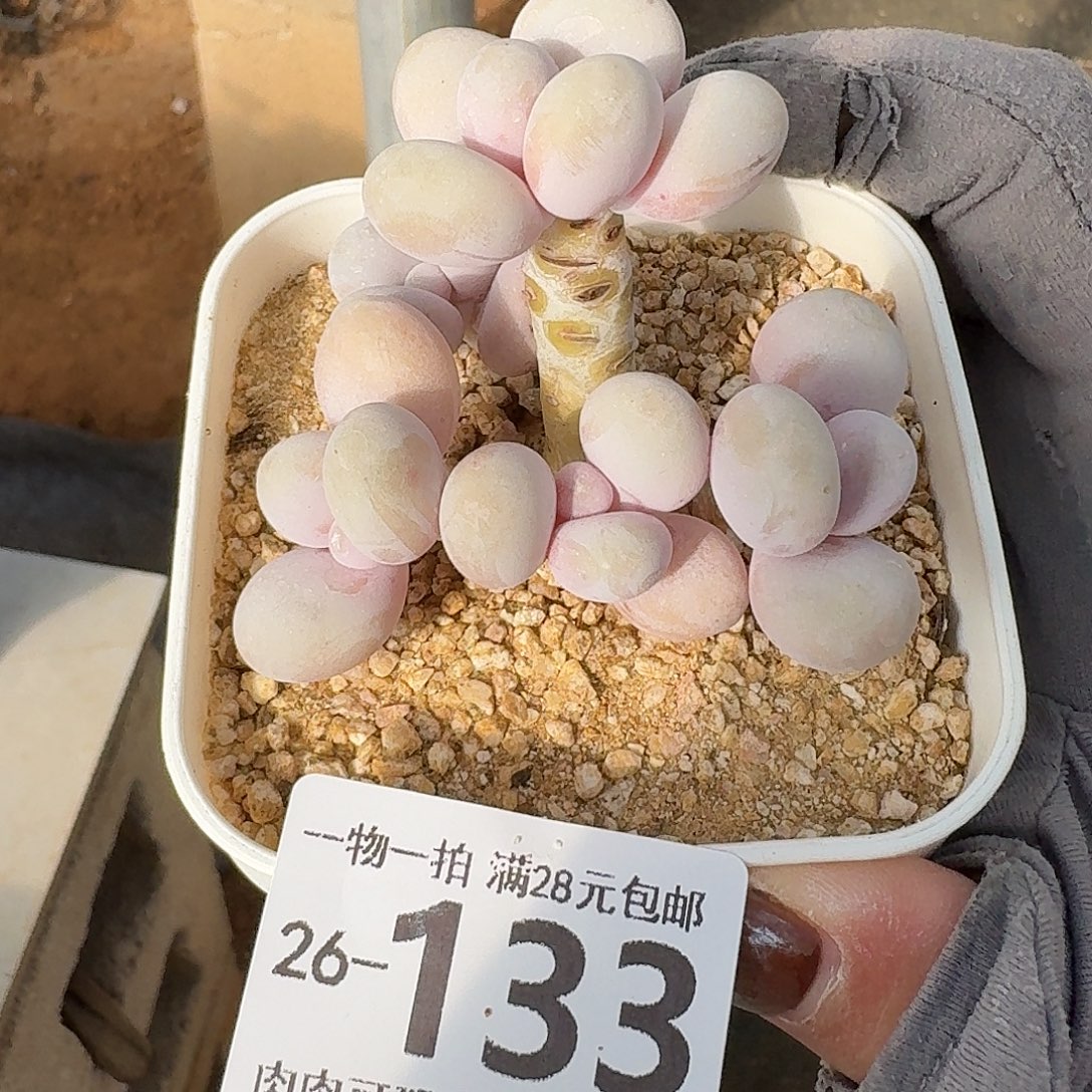 奶酪无盆土发货无