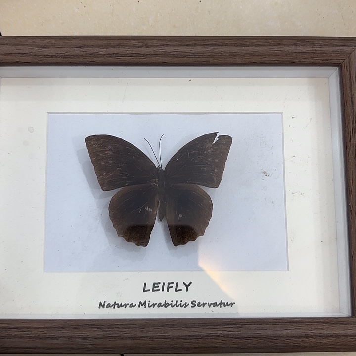 木框不认识的蝴蝶