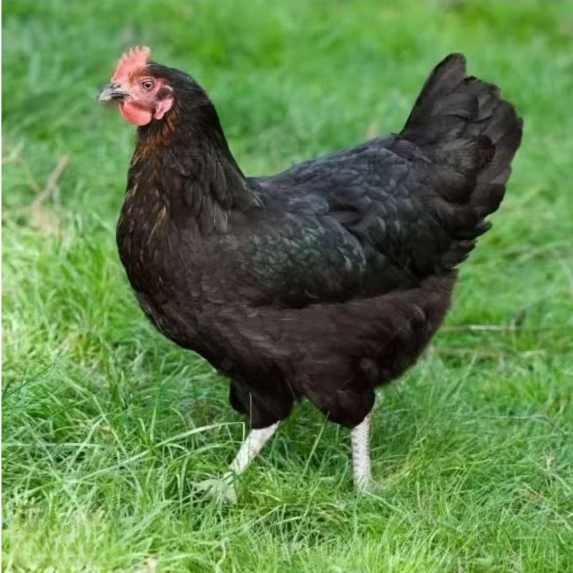 【宠物鸡】一斤半发货毛绒可爱宠物鸡6