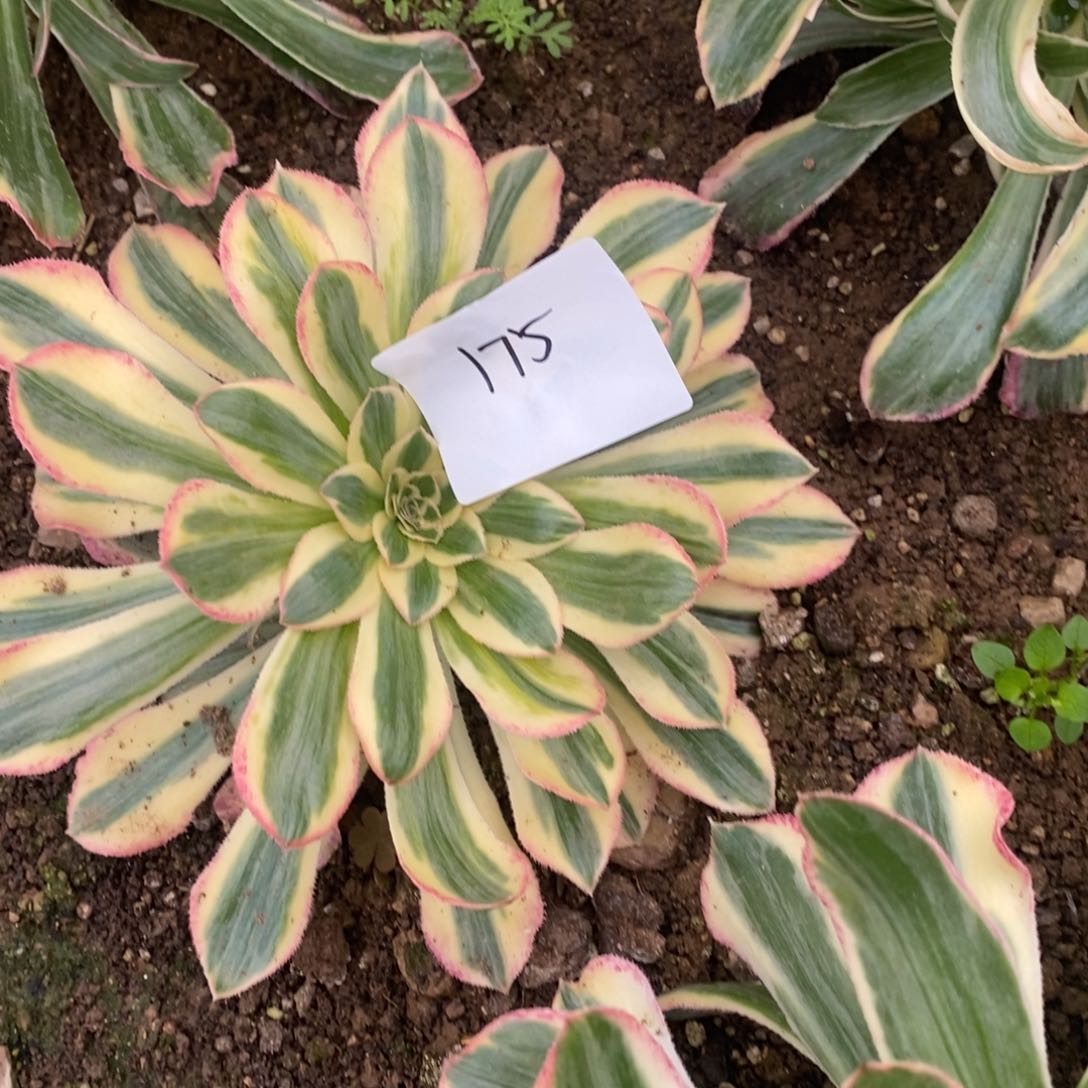 175拉丝锦锦多肉植物