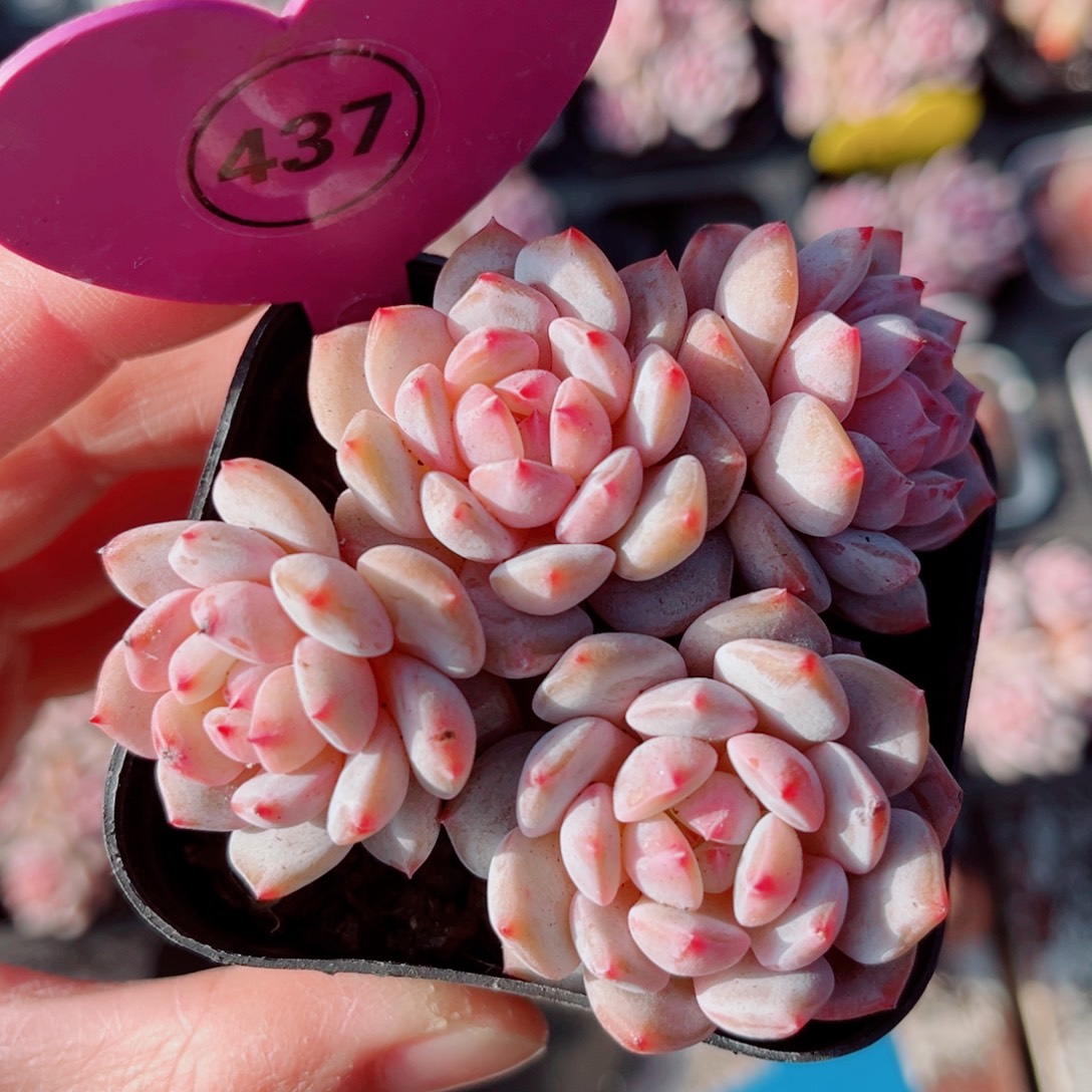 437号小老桩星星橙群