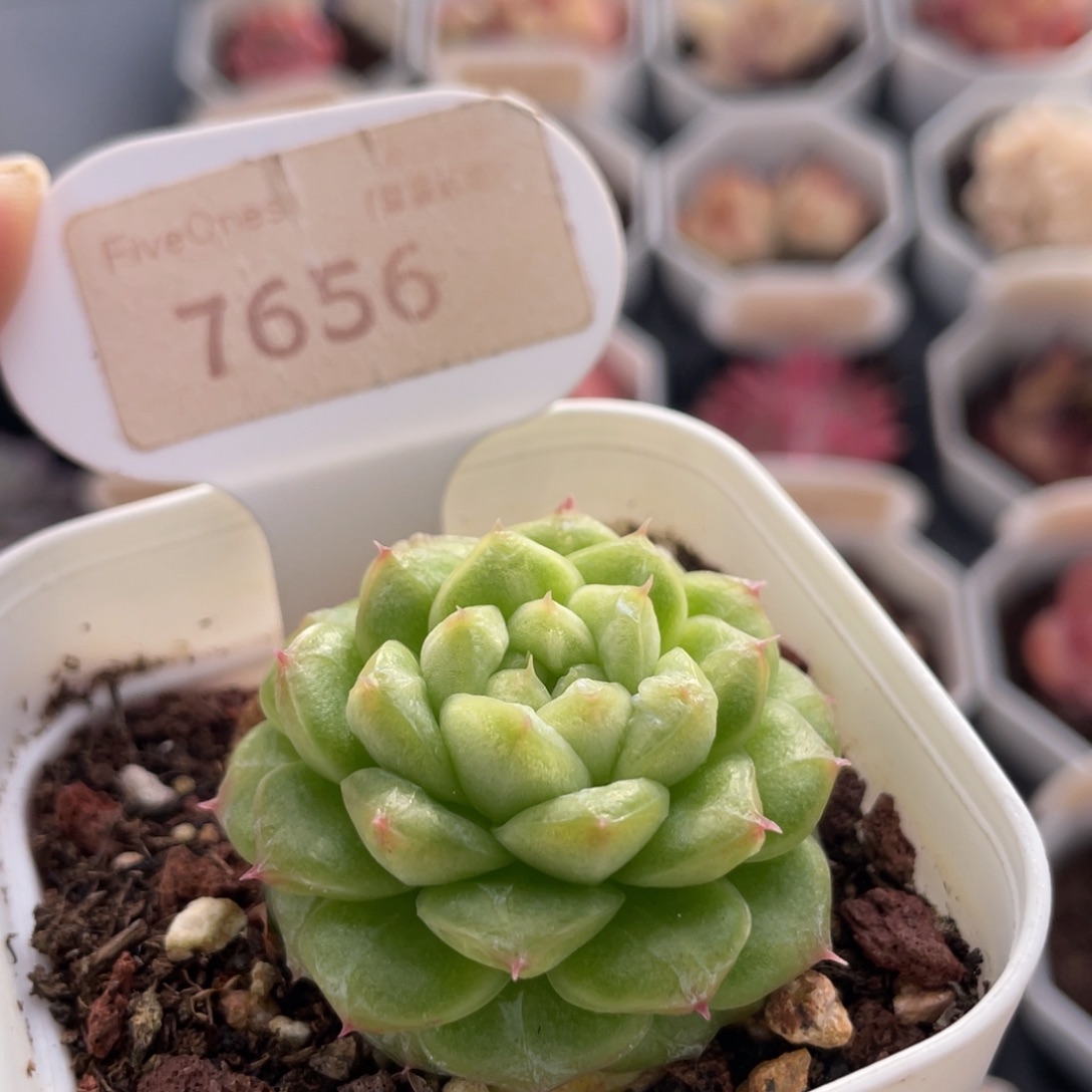 编号系列7656-4.5厘米