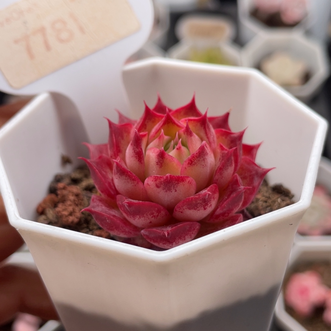 小海螺7781-4.0厘米