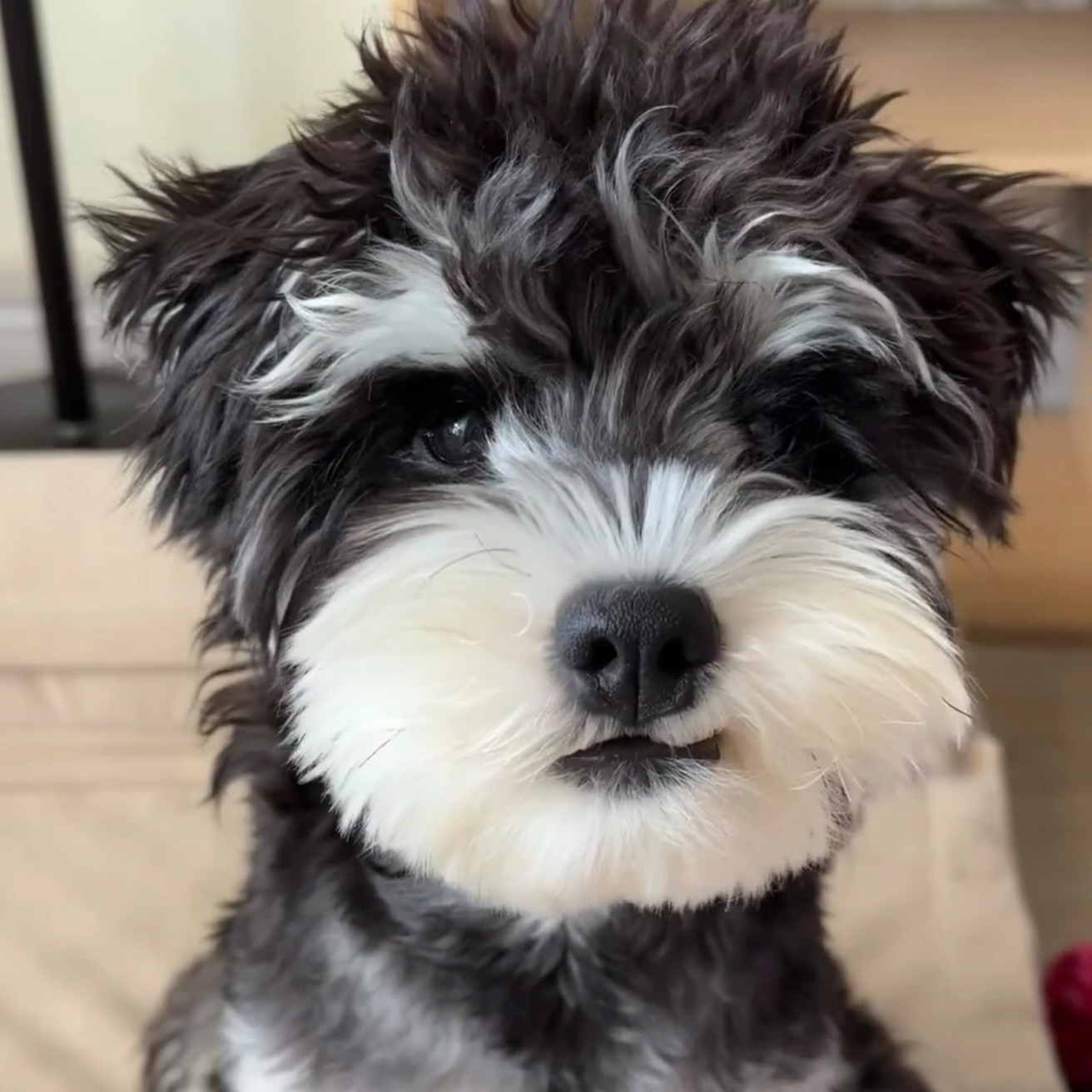 【爱萌萌宠物】  雪纳瑞 定金专属链接