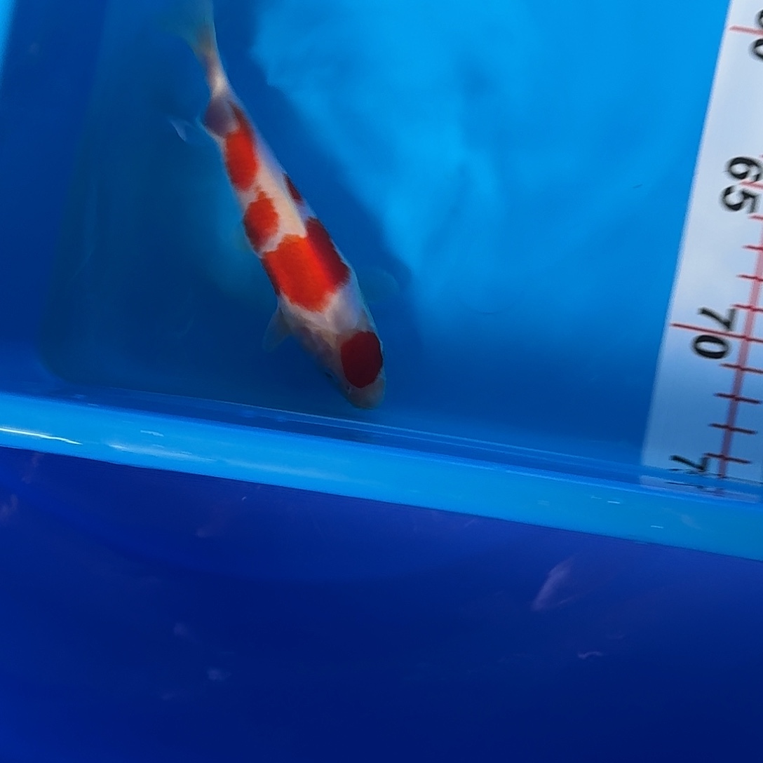 小***品海水鱼收到货如完整，开箱视频，冷水锦鲤观赏鱼