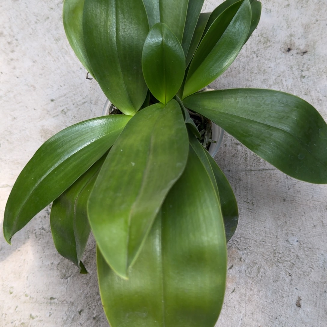 当前无花栽培后可以开花l311 瑕疵三寸ys1145