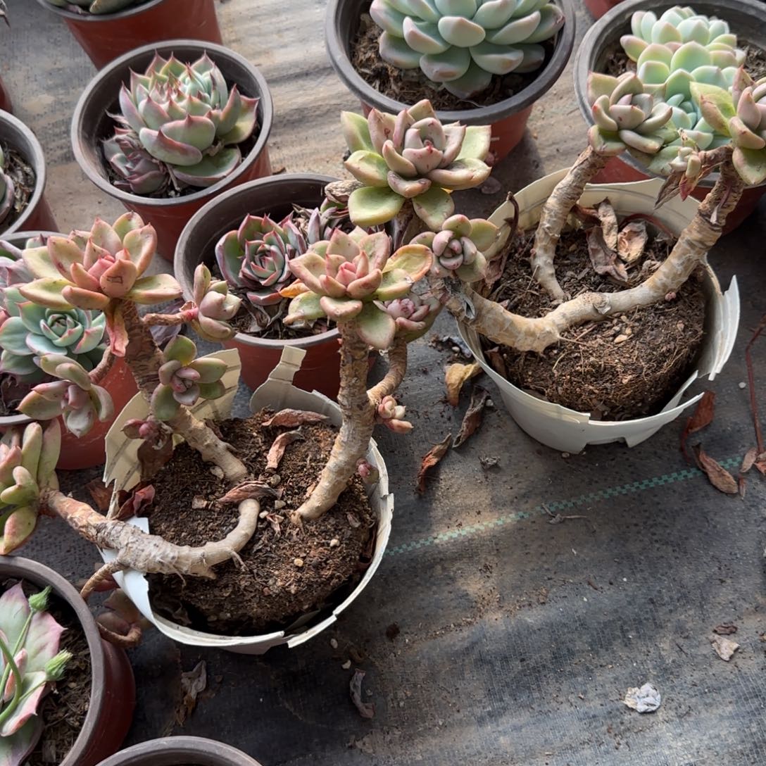 无花朵奶油鳄梨老桩