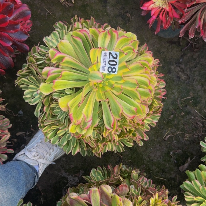 沙皇花29-4包邮花花