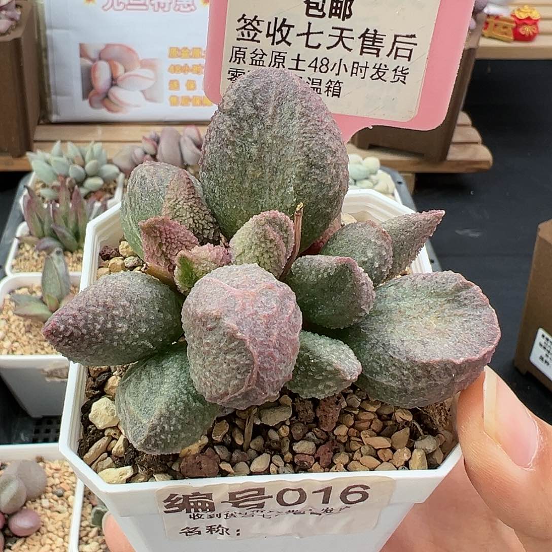 016红粉哈莫杂多肉