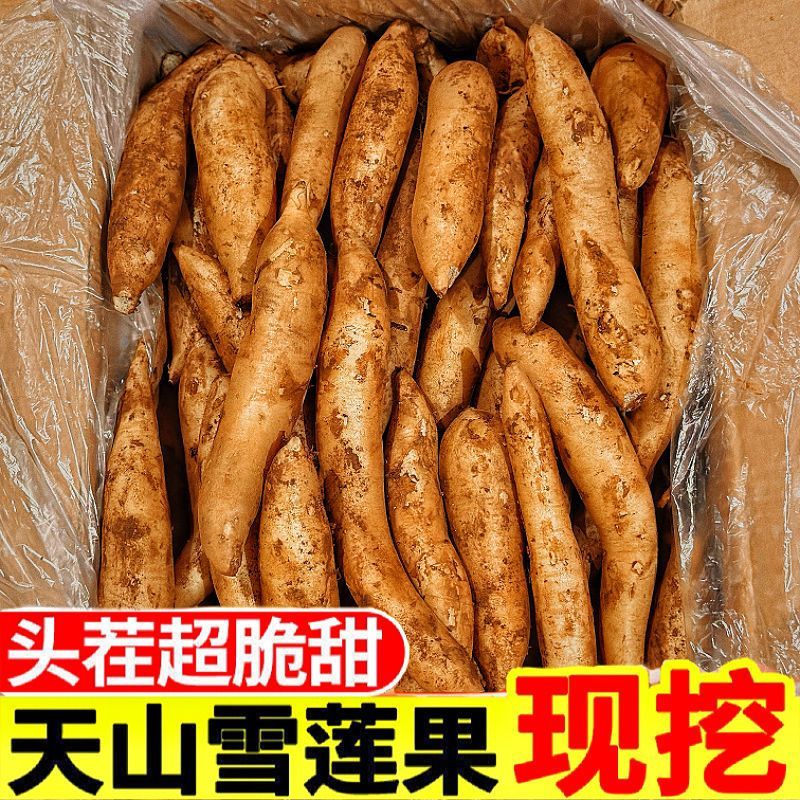 细长果形 云南天山雪莲果现挖脆甜多汁应季水果雪莲果水果5/9斤