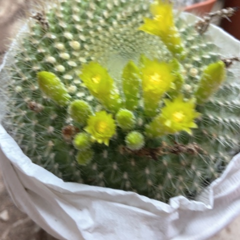 绿雪仙人球15米x r q