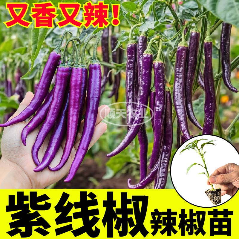 寿光紫线椒苗秧紫辣椒种苗黄绿线椒四季阳台盆栽庭院种植樟树港