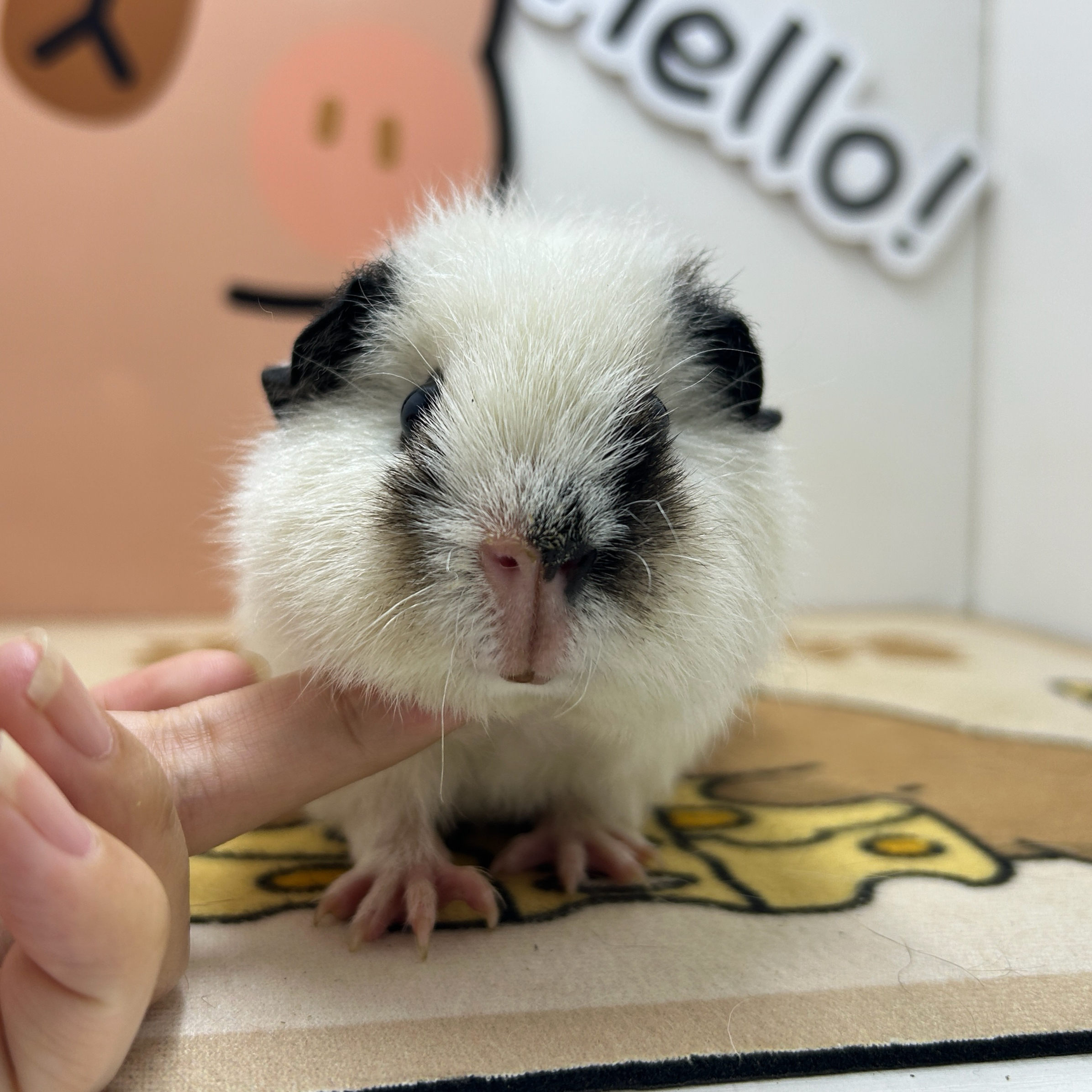 宠物豚鼠白美泰荷兰猪妹妹泰加基因发色不全（微真菌）