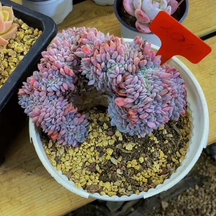 在家闲不住吗笑不