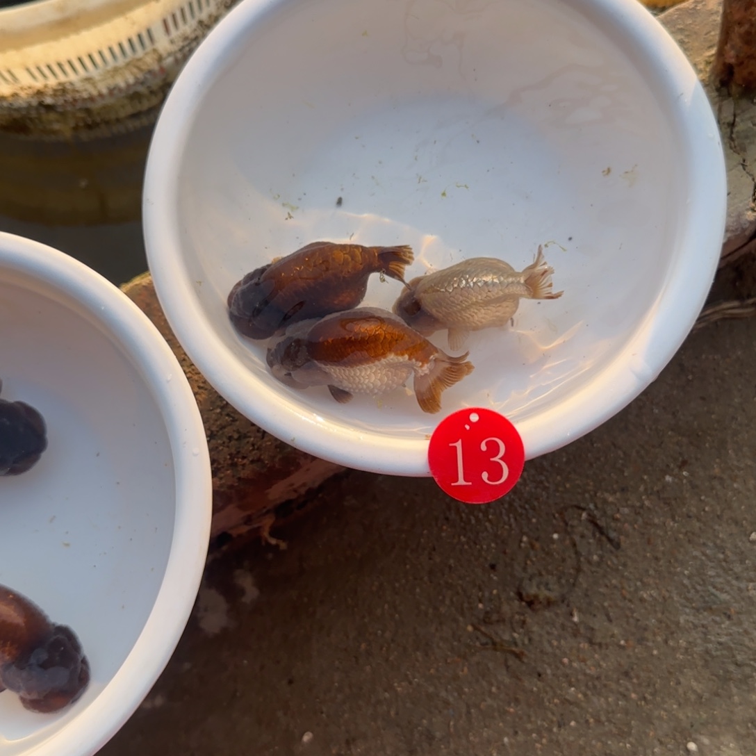 海水鱼三条紫色蓝瘦