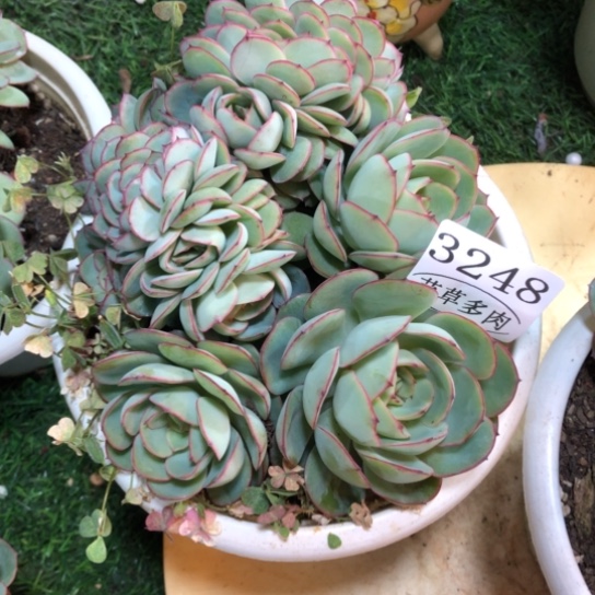 牡丹亭缀，3248，一物一拍