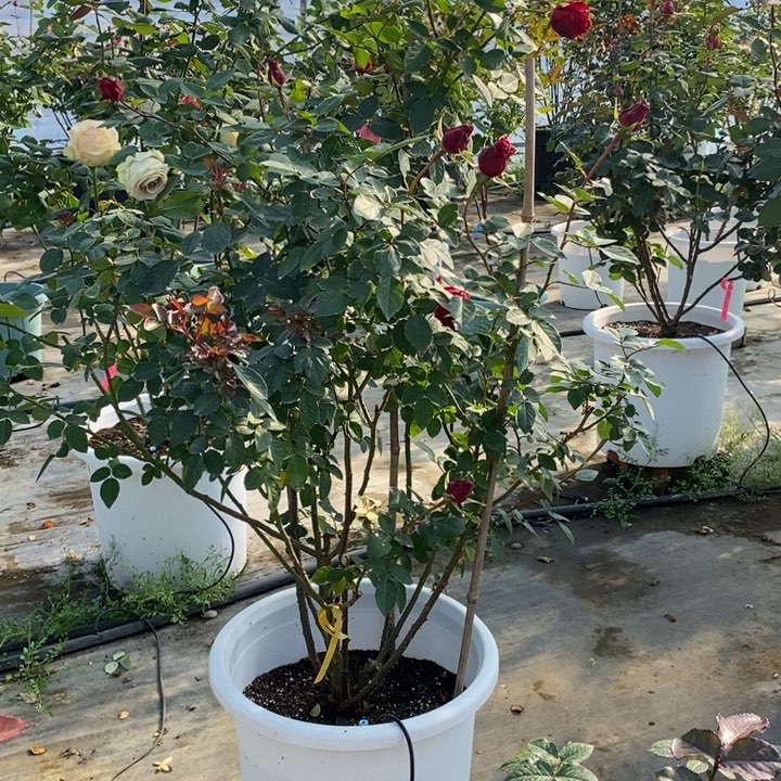 完全开放一物一拍