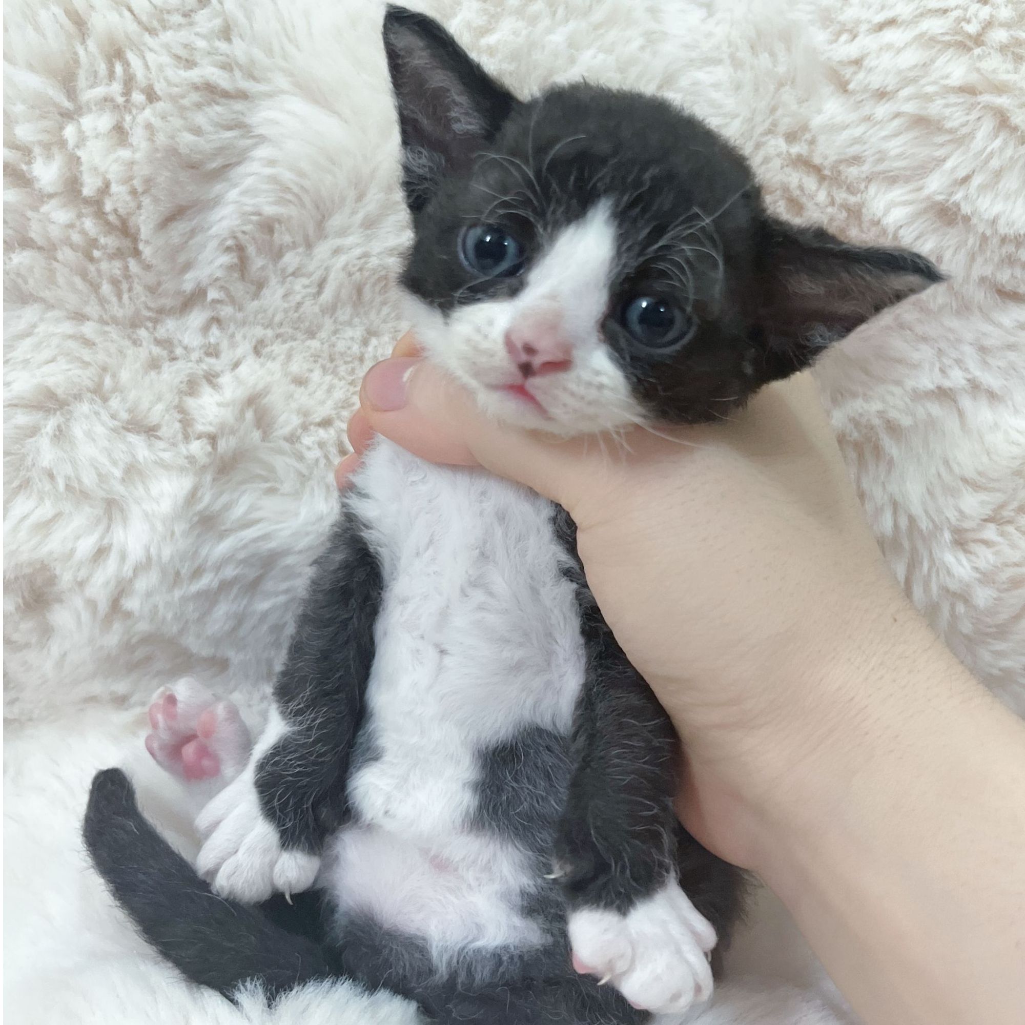 黑白开脸（米奇款）德文卷毛猫